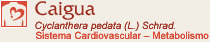 Caigua